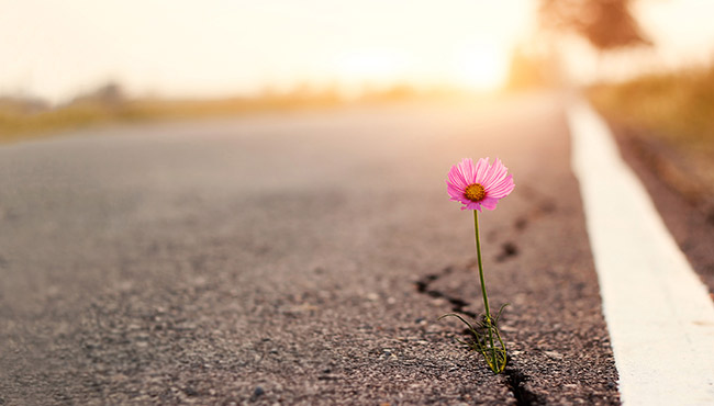 Close up of a pink flower growing from the crack of a road